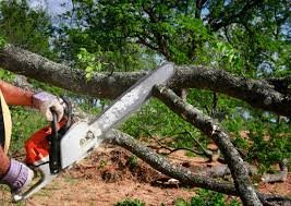 How Our Tree Care Process Works  in  Cedar Grove, FL