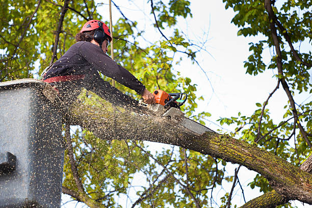 Best Tree Disease Treatment  in Cedar Grove, FL